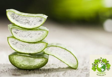 Dược liệu Lô hội