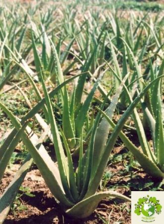 Dược liệu Lô hội