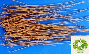 Dược liệu Ma hoàng