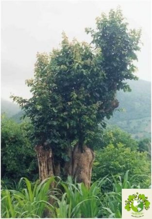 Dược liệu Mã tiền