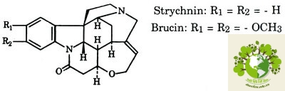 Dược liệu Mã tiền
