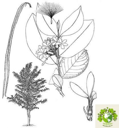 Dược liệu Mức hoa trắng