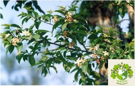 Dược liệu Mức hoa trắng