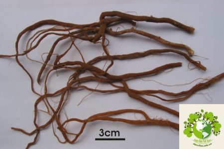 Dược liệu Ngưu tất