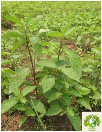 Dược liệu Ngưu tất