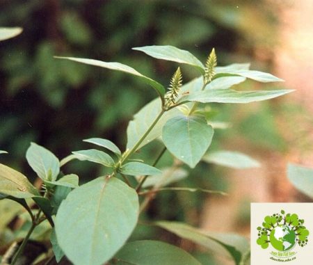 Dược liệu Ngưu tất