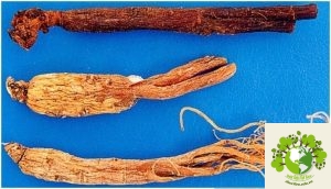 Dược liệu Nhân sâm