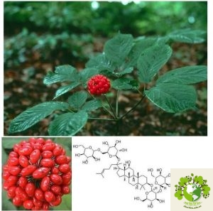 Dược liệu Nhân sâm