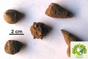 Dược liệu Ô đầu