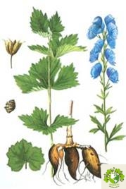 Dược liệu Ô đầu