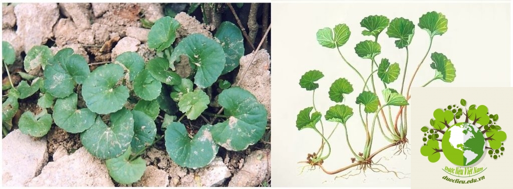 Dược liệu Rau má