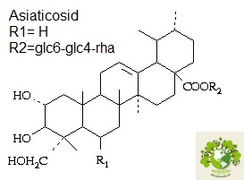 Dược liệu Rau má