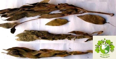 Dược liệu Tràm