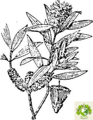 Dược liệu Tràm