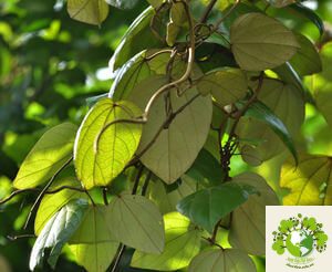 Dược liệu Vàng đắng