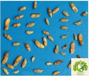 Dược liệu hoa Hòe