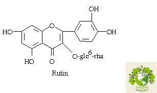 Dược liệu hoa Hòe