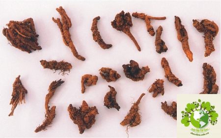 Dược liệu Hoàng liên