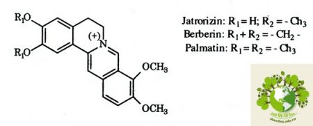 Dược liệu Hoàng liên