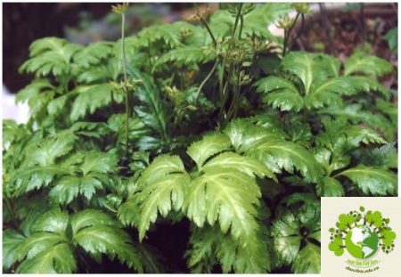 Dược liệu Hoàng liên