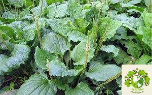 Dược liệu Mã đề