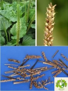 Dược liệu Mã đề