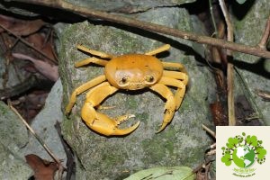 Geothelphusa sp. - Potamidae |Cua