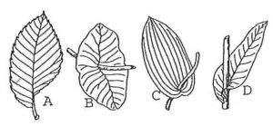 Phân loại lá cây