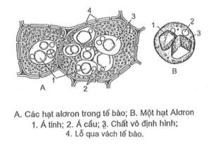 Thể vùi trong tế bào thực vật