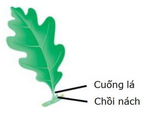 Loại lá cây
