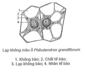 Thể lạp trong tế bào thực vật