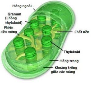 Cấu tạo của thể nguyên sinh