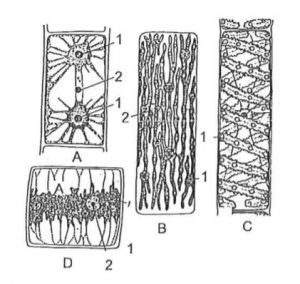 Thể lạp trong tế bào thực vật