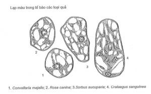 Thể lạp trong tế bào thực vật
