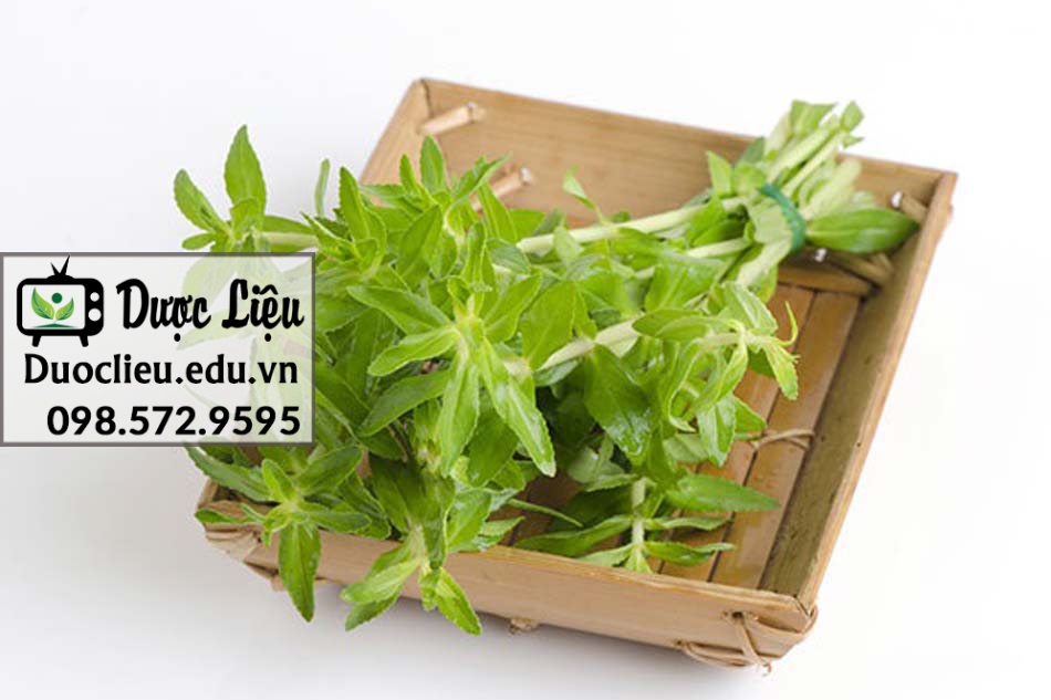 Ngò Om là dạng cây thân thảo