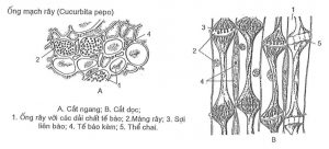 Libe trong mô dẫn