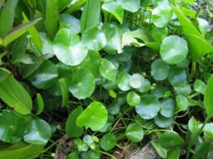 Phân loại thân cây