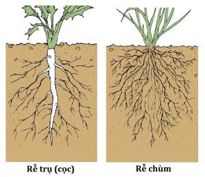 Loại rễ cây