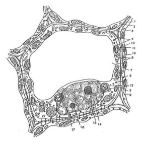 Cấu tạo của tế bào thực vật