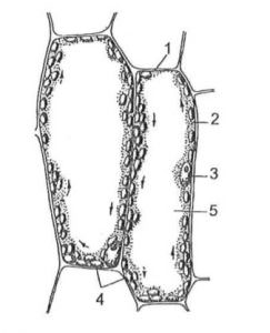 Cấu tạo của thể nguyên sinh