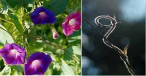 Phân loại thân cây