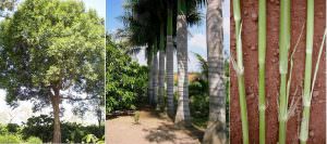 Phân loại thân cây