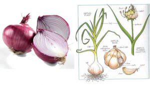 Phân loại thân cây