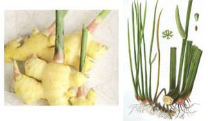 Phân loại thân cây