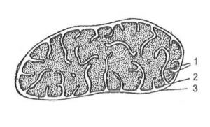 Cấu tạo của thể nguyên sinh