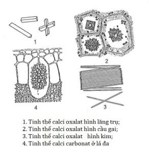 Thể vùi trong tế bào thực vật