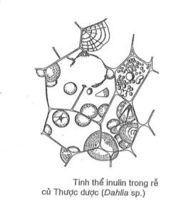 Không bào trong tế bào thực vật