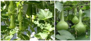 Phân loại thân cây