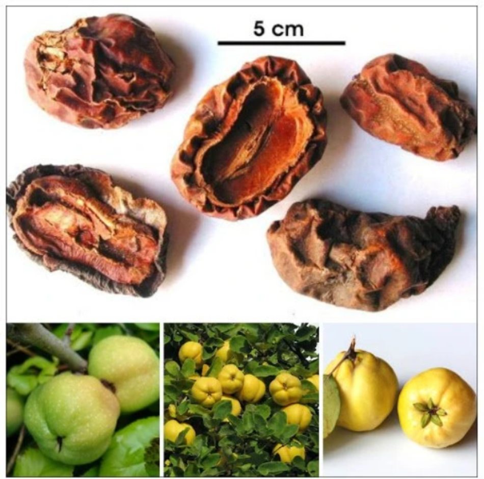 Vị thuốc Mộc Qua