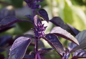 cây hương nhu tía